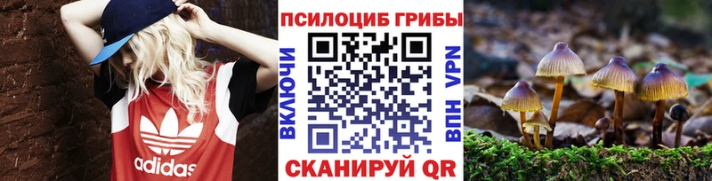 Псилоцибиновые грибы Psilocybe Электрогорск